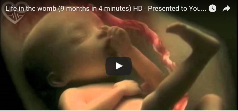 Zeugung und Geburt eines Kindes als Animation Vorschaubild