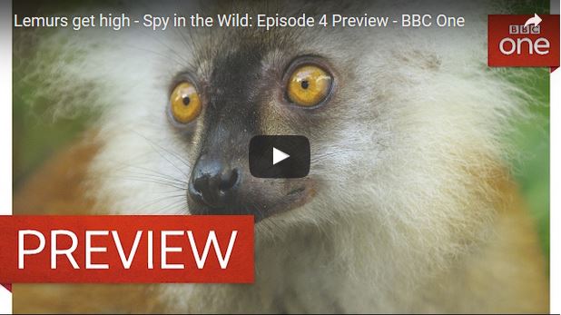Titelbild zum Tiervideo in welchem sich Lemuren mit dem Gift eines Tausendfüssers die volle Drogendröhnung geben.