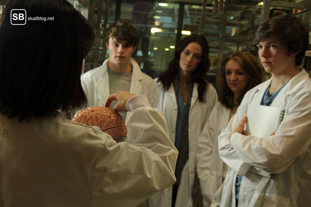 Gruppe von vier Medizinstudenten steht vor einer Dozentin, die das Gehirn erklärt - Merksprüche zum Lernen der Anatomie